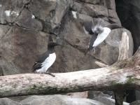 Murres